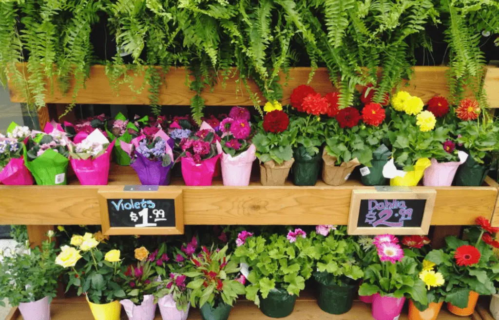 When Does Trader Joe's Restock Plants? (Explained) AisleWizard