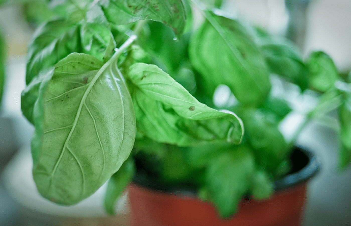 how to keep trader joes basil plant alive